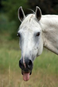 equimanagement mayenne