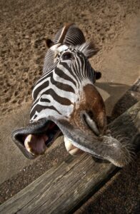 marketing mayenne zebre